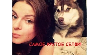 Как делать селфи с собакой