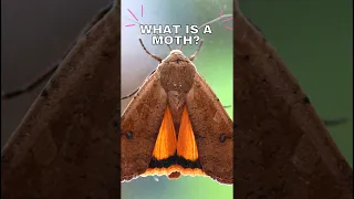 🦋 What is a Moth? Discover in 60 Seconds! #moths #butterfly #shorts #short #shortvideo #shortsfeed