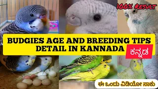 How to identify Budgies age and Breeding tips in kannada