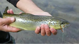 Fishing For Land Locked Salmon And Brook Trout In Newfoundland  Episode #47