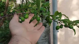 Rărim prunele japoneze sau nu ?