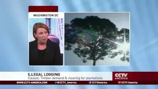 Kate Horner of Environmental Investigation Agency discusses illegal logging in Peru