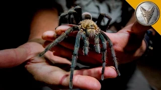 Giant Tarantula Shows Its Fangs!