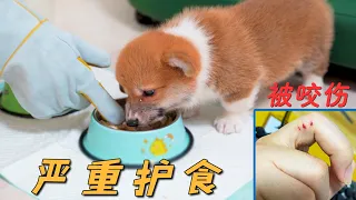 Little Corgi bit the owner and bleeds and protects the food. What should I do? !