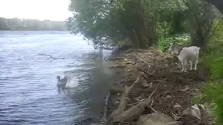 Коза плавает! Шок! Пасет гусей в реке и плавает за ними!