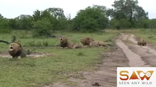 EPIC display of fierce dominance: Four dominant male lions roaring simultaneously