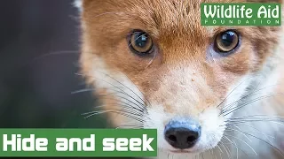 Sneaky fox cub hides behind kitchen cupboard