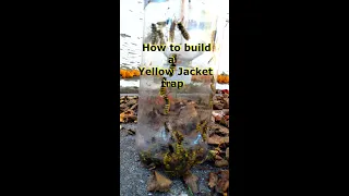 Easiest way to build a Yellow Jacket trap