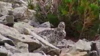 White tailed Ptarmigan