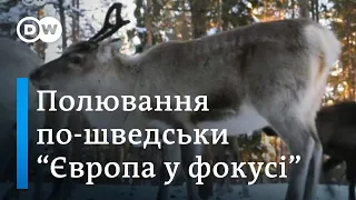 Полювання на оленів у Швеції: у кого ексклюзивне право  - "Європа у фокусі" | DW Ukrainian