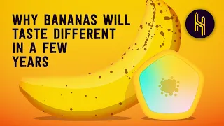 Why Bananas Will Taste Different in a Few Years