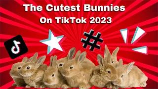 The CUTEST BUNNY RABBITS on the Internet 2023 | Easter Bunnies TikTok Compilation #4