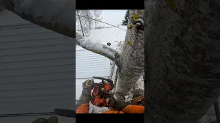 Arborist cutting chainsaw freezing cold rigging zipline  | Husqvarna T540XP  #shorts