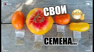 ТОМАТ—получение семян/ Кто о чём..., а я о помидорах/ #томаты #семена #огород