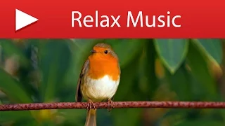 10 HOURS BIRD SOUNDS - Gentle Bird Chirping with Natural Forest Stream