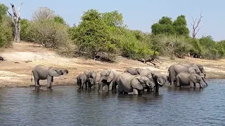 Many Elephants, Chobe National Park