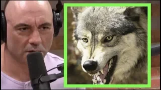 Joe Rogan - I'm Fascinated by Wolves!!