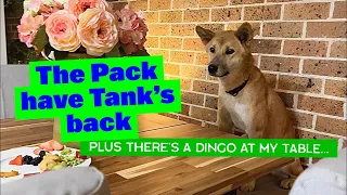 The Pack have Tank’s Back | G-Ma and B-Pa are here | Dingo at the Table