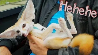 Fennec Fox Laughing during Coffee Time