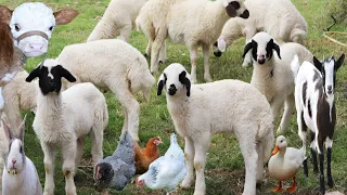 Kambing lucu banget bikin ngakak , Singa , Binatang Suara , Sapi , Anak Ayam , Domba , Hewan , embek