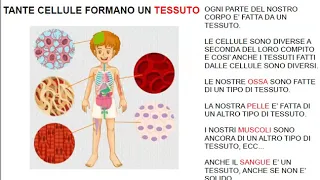 SCIENZE:la cellula, i tessuti, gli organi, sistemi e apparati, l'organismo