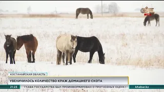 190 раз своровали домашний скот в Костанайской области