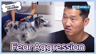 It sounds like fear aggression [Dogs are incredible : EP.188-1] | KBS WORLD TV 230926