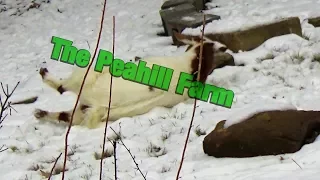 Virginia the Fainting Goat Faints Before Dinner