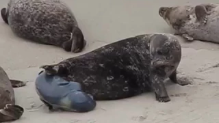 Baby seal pup birth at la jolla seal beach