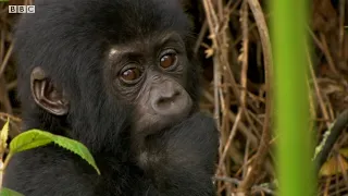 Why Do Gorillas Have Such Big Bellies? | Weird Animal Searches | BBC Earth Kids