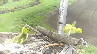 2020-05-12 Goslings jump from high osprey nest! Safe and sound | Charlo | Owl Research Institute