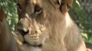 Lion Documentary National Geographic  SACRED LIONS    WHITE LIONS Special