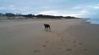 Greyhound realises he is off lead on the beach