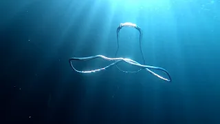 Freediver Blows Some Bubbles || ViralHog