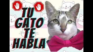 TU GATO QUIERE QUE SEPAS-10 cosas que quiere que sepas #gato #gatos #gatosfamilia #zonadegatos #cat