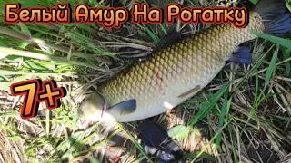 Рыбалка с Рогаткой Трофейный Белый АмурА - Slingshot Fishing #охотасрогаткой #2023 #top #headshot