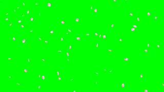 Falling Cherry Blossom Petals No.1 HD Animation - green screen effect 　桜の花吹雪