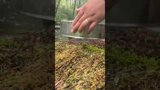 Finding garnets in a connecticut river. Gemstones are beautiful