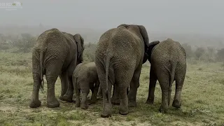 Who Knew the Elephants Would React Like This to the Mist!