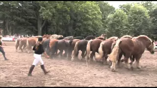 Pokazy konne w Stadzie Ogierów