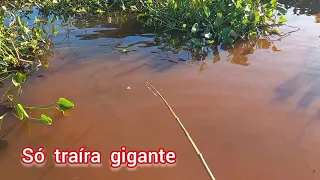 Pescaria de traíra gigante só bruta com esse sistema é infalível