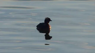 male Horned Grebe  (Podiceps auritus) -- Hamilton, Ontario