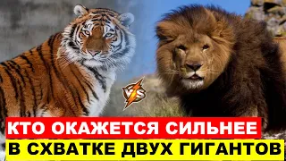 Уссурийский тигр против Берберийского льва. Кто сильнее В БИТВЕ ХИЩНИКОВ