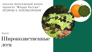 Широколиственные леса в России