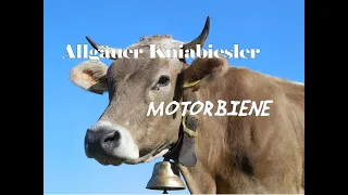 Motorbiene - Allgäuer Kniabiesler