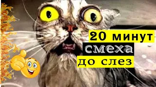 20 МИНУТ СМЕХА ДО СЛЁЗ #2 ржака угар ЛУЧШИЕ РУССКИЕ ПРИКОЛЫ 2019 ПРИКОЛЮХА приколы с животными 18+