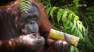 ОРАНГУТАНЫ - удивительные лесные приматы из неполных семей!