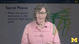 Nervous System: Lumbar and Sacral Plexuses