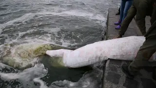 В реку Южный Буг в Николаеве выпустили 6,5 тонн рыбы