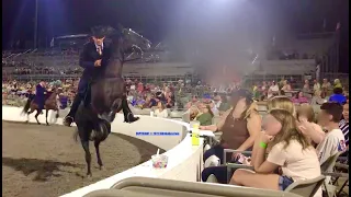 HORRIFIC "BIG LICK" CANTER GAIT - Four Year Old Mares - TN Walking Horse Celebration - Aug 27, 2021